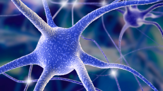 Diploma d'especialització en Rehabilitació Neurologopèdica (online)